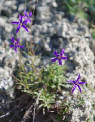 Campanula aurita