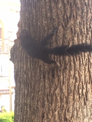 Sciurus aureogaster
