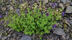 Nepeta supina