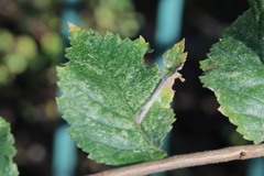 Phyllonorycter tristrigella