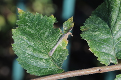 Phyllonorycter tristrigella