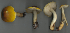 Tricholoma fumosoluteum