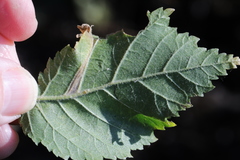 Phyllonorycter tristrigella
