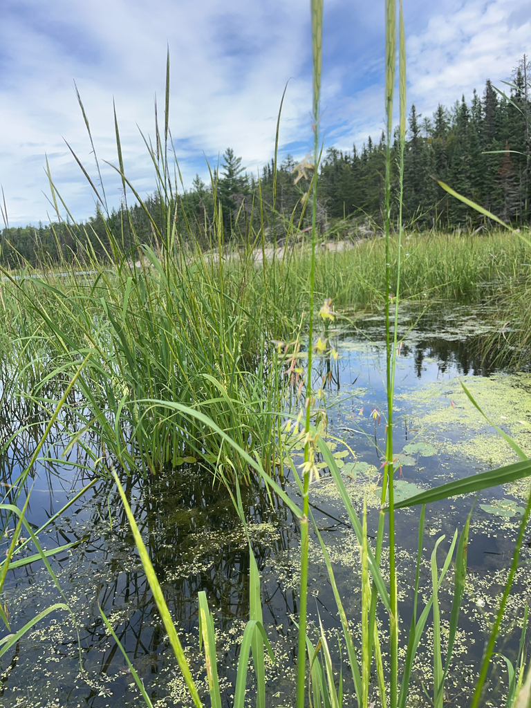 northern wild rice in August 2025 by Charlie (she/they). Identification ...