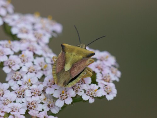 Carpocoris fuscispinus
