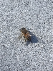 Apis mellifera