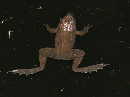 Bigfoot Leopard Frog