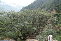 Maraniona lavinii (Maraniona lavinii)