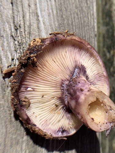 Lactarius uvidus — (c) Manuela Fiorini, some rights reserved (CC BY)