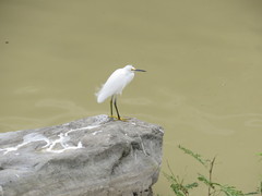 Egretta thula