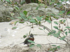 Chloroceryle americana