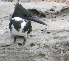 Chloroceryle amazona