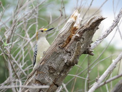 Melanerpes aurifrons
