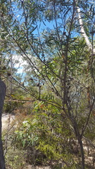 Hakea dactyloides