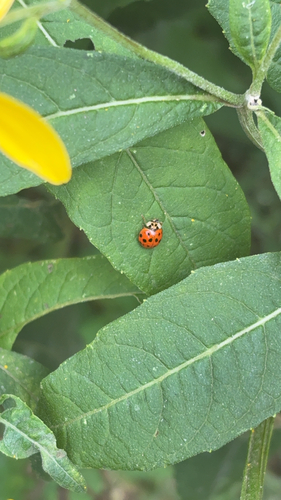 Asian Lady Beetle
