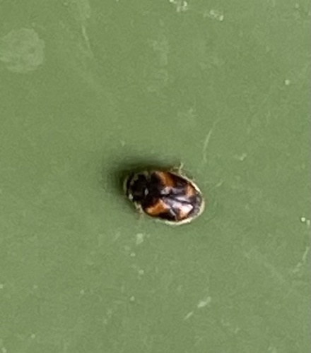 Four-spotted Nephus, Sint Servatiusweg, Venray, Limburg, NL, photo 10 of 10