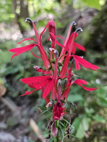 Cardinal Flower