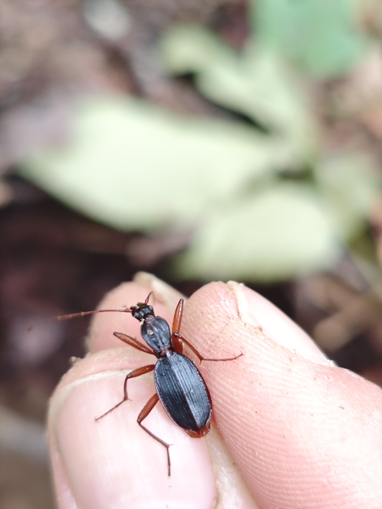 Rhadine ozarkensis