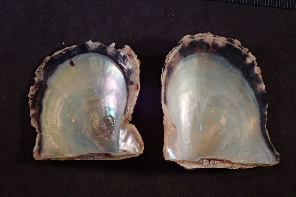 Photo of Black-lip pearl oyster (Pinctada margaritifera)