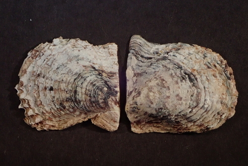 Photo of Black-lip pearl oyster (Pinctada margaritifera)