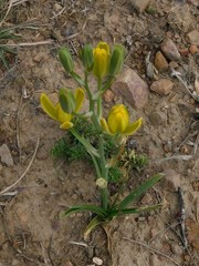 Albuca setosa