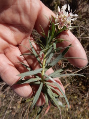 Oenothera glaucifolia