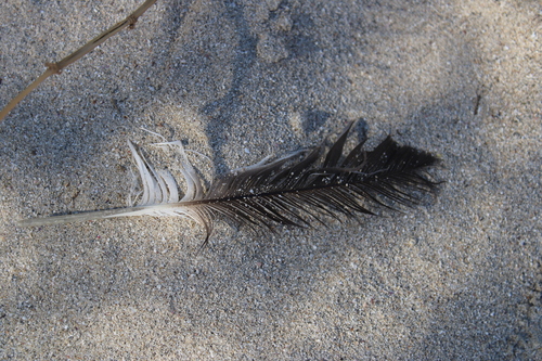 Plume de Puffin de Scopoli
