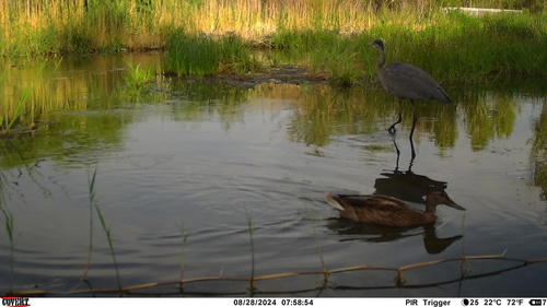 Great Blue Heron photographed in Nevada