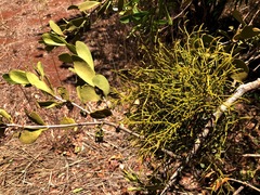 Viscum articulatum
