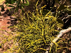 Viscum articulatum