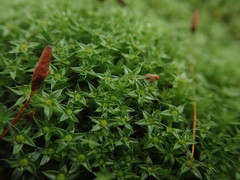 Leptostomum macrocarpum