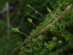 Leptostomum macrocarpum