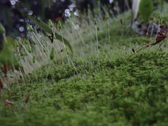 Leptostomum macrocarpum