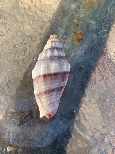 Vexillum rugosum observed 2025-08-31