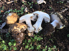 Cortinarius xanthodryophilus