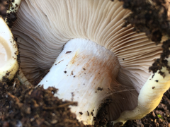 Cortinarius xanthodryophilus