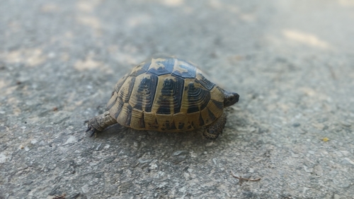 Asia Minor Tortoise
