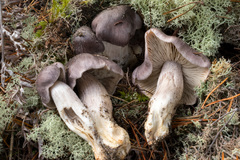 Tricholoma nigrum