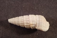 Cerithioidea