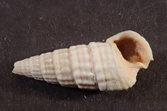 Cerithioidea
