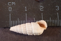 Cerithioidea