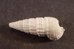 Cerithioidea