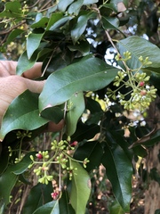 Syzygium francisii
