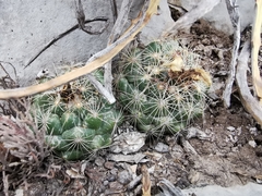 Coryphantha nickelsiae