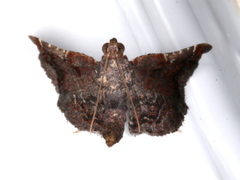 Scenedra decoratalis