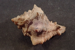 Muricoidea