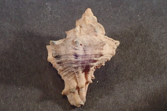 Muricoidea