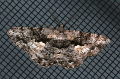 Hypomecis externaria