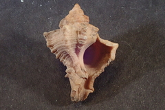 Muricoidea