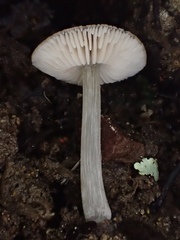 Pluteus nanus
